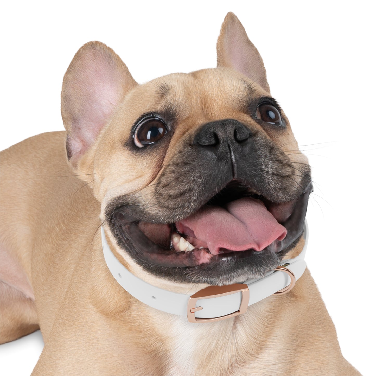Dog Collar — Paw Print Badge Adjustable Pet Collar (Customizable, Durable)