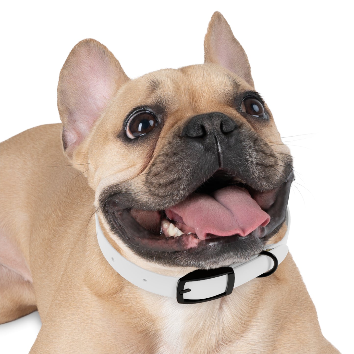 Dog Collar — Paw Print Badge Adjustable Pet Collar (Customizable, Durable)