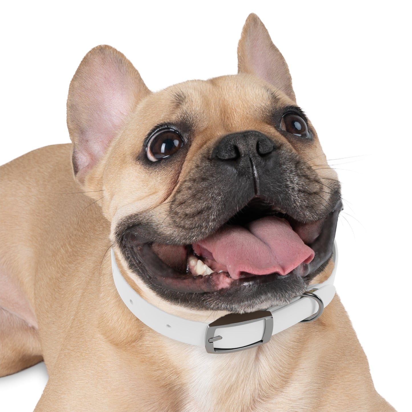 Dog Collar — Paw Print Badge Adjustable Pet Collar (Customizable, Durable)